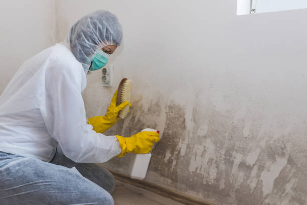 Best Mold Testing and Inspection Services in Hoosick Falls, NY