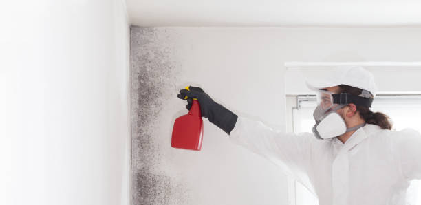 Best Emergency Mold Remediation in Hoosick Falls, NY